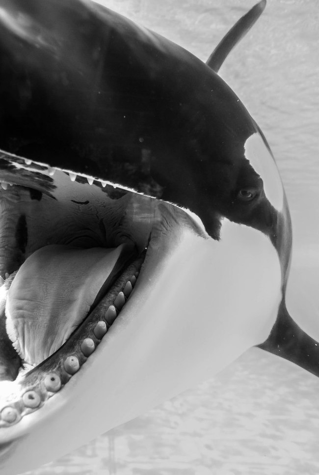 Orca teeth - My, Killer whale, Dolphin, The photo, Mammals, Interesting, Teeth, Oceanarium, Dentistry, Longpost