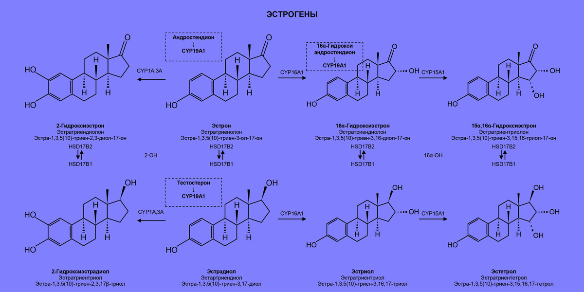 Андростендион что это такое. Андростендион в эстрон. Половые гормоны андростендион. Эстрадиол синтезируется из. Эстрадиол место синтеза.