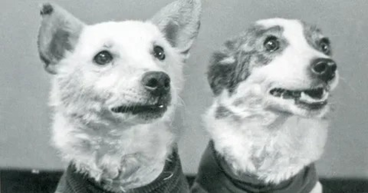 Две собаки в космосе. Собаки космонавты Лисичка и Чайка. Белка и стрелка полет в космос. Белка и стрелка собаки космонавты. Первые собаки в космосе Чайка и Лисичка.