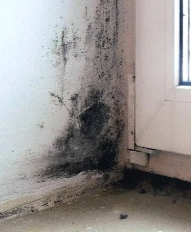 Black mold and how to deal with it (unanswered question) - My, Black mold, Fungus