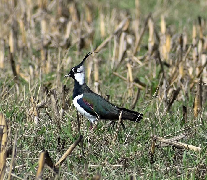 A selection of photos for 2019 - My, Ornithology, Birds, Nature, Hobby, Photo hunting, Hunting, Observation, Memories, Video, Longpost