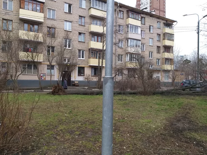 It's windy in Moscow - My, Wind, Moscow, Tree