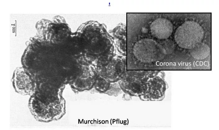 Coronavirus came from space! - My, Coronavirus, Panspermia, Video, Longpost