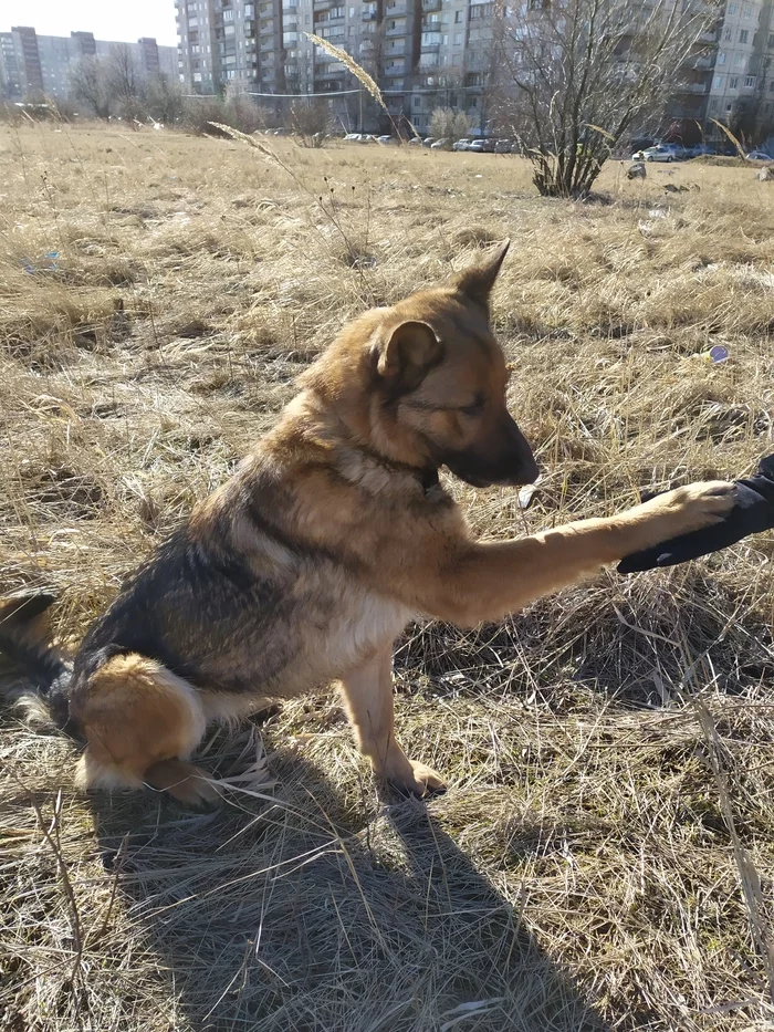 The dog was found. Saint Petersburg - Saint Petersburg, Lost, No rating, Help, German Shepherd, Dog, Longpost