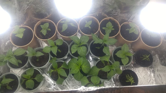 Pepper seedling report. Plus I need your advice - My, Pepper farming, Pepper, Seedling, Hot peppers, Longpost