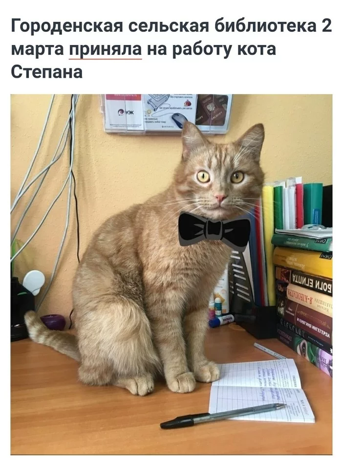 A library in the Tver region adopted the cat Stepan. A couple more new photos :) - Library, Milota, Stepan, cat, Work, Catomafia, Longpost