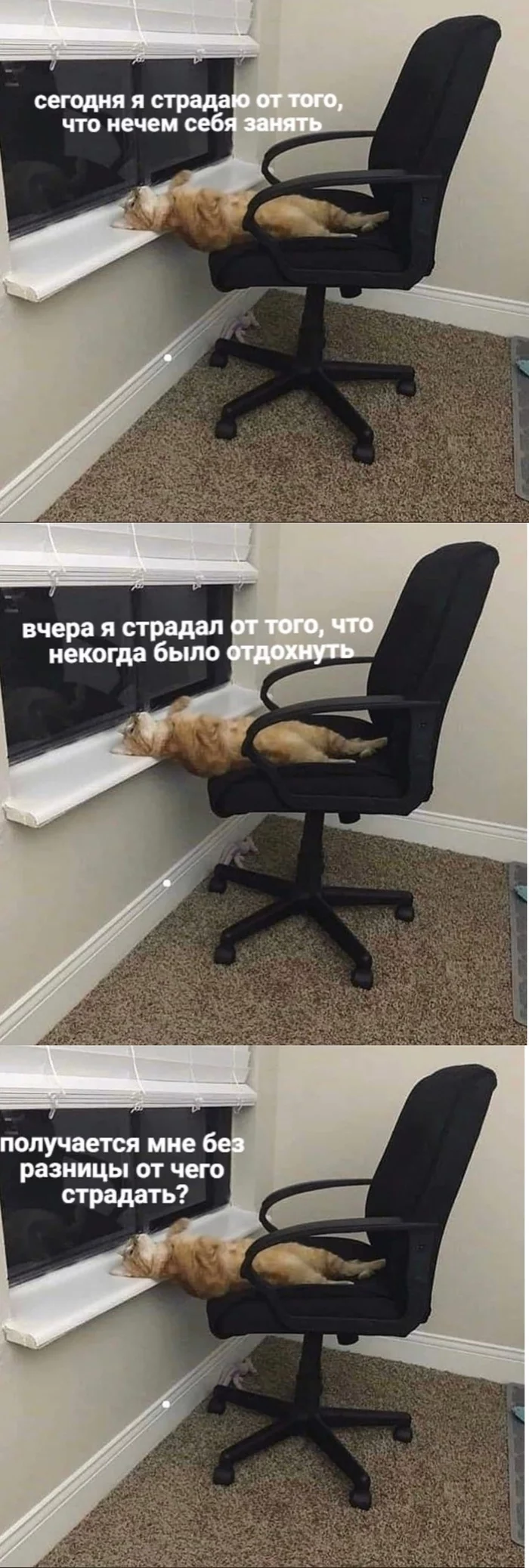 Weekdays - Weekdays, cat, Relaxation, Longpost