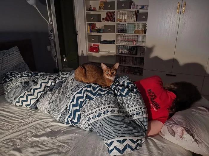 I am placing an Abyssinian cat in the good hands of experienced owners - Longpost, Help, No rating, Moscow, Abyssinian cat, cat, In good hands, My