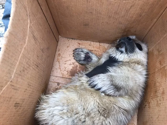In the Kurortny district of St. Petersburg, exhausted pups crawled ashore - Seal, Baltic seal, Young, Puppies, Milota, The photo, Longpost, Friends of the Baltic Seal Foundation, Seal