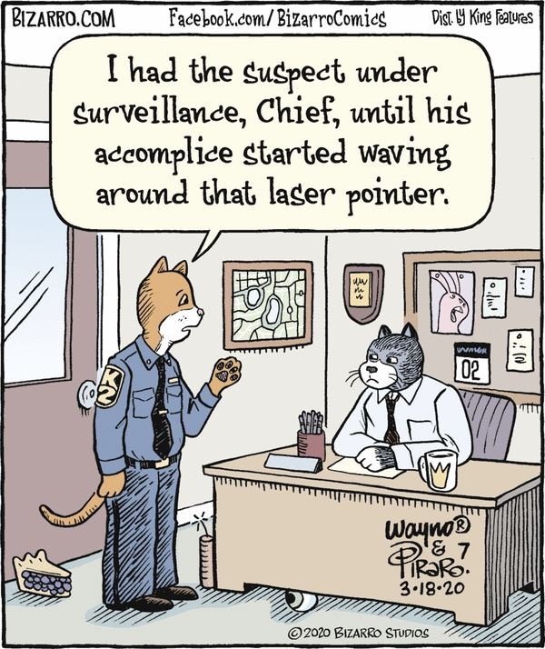 I am not guilty! - cat, Bizarrocomics, Comics