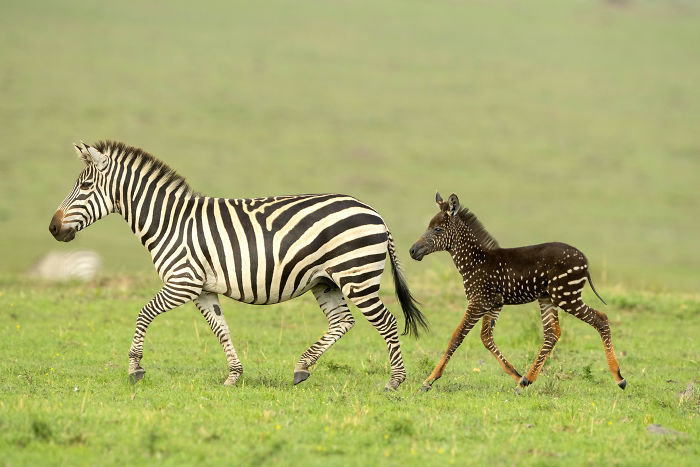 Not like your mother, not like your father, but like a passing young man - Kenya, zebra, Reserves and sanctuaries, Genetics, Animals