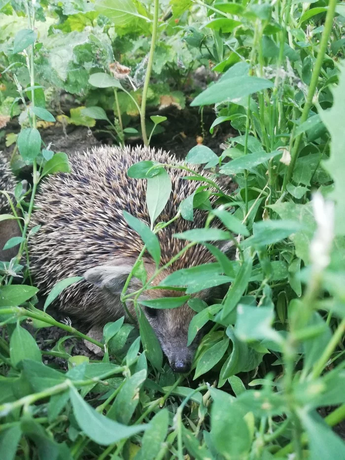 Just a hedgehog - My, The photo, Animals, Mobile photography, Hedgehog