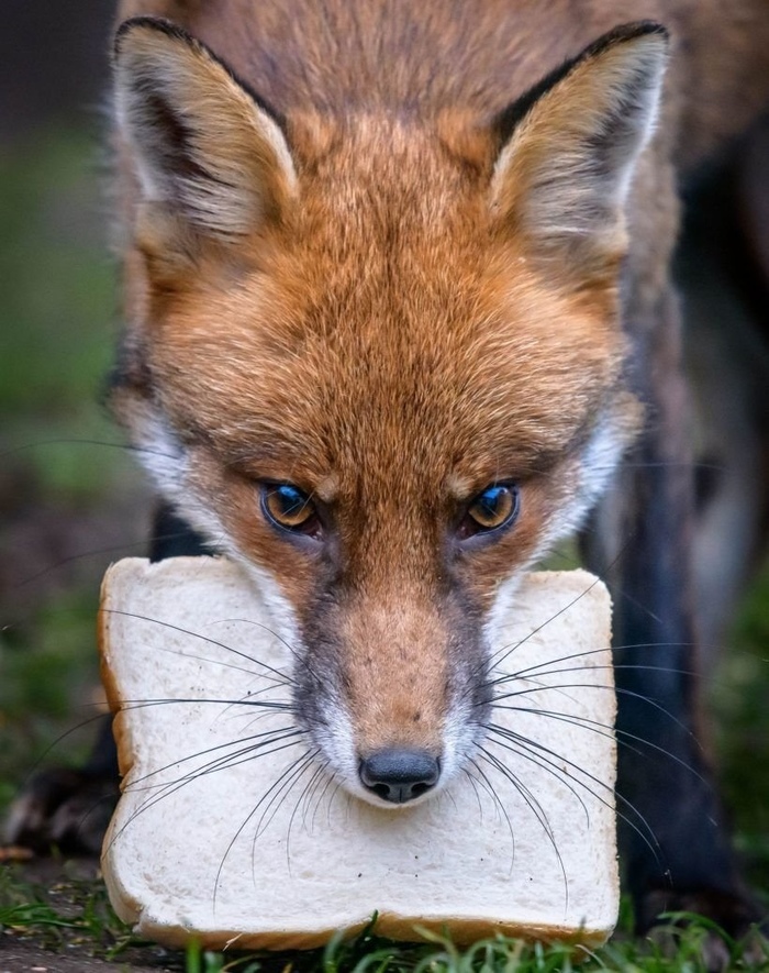 ������� ��� ���������?