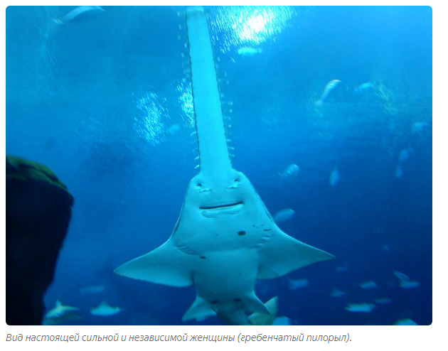 Sawfish: Shreds sea creatures in the best traditions of bloody slashers - A fish, Animal book, Yandex Zen, Longpost, Stingray, FISH SAW, Animals