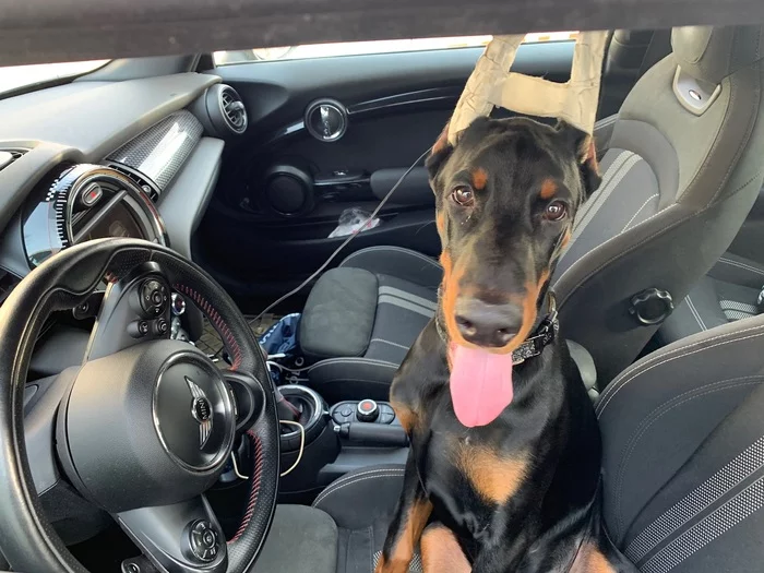 Can you give me a ride to the metro? - My, Doberman, Puppies, Dog, Driver, Auto