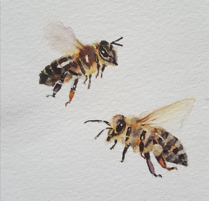 Bees in watercolor - My, Watercolor, Drawing, Artist, Paints, Bees, Insects