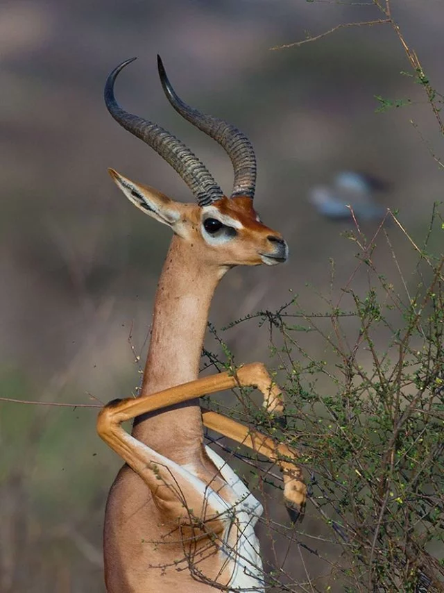 Standing gazelles or antelopes) - Animals, Gazelle, Longpost, Giraffe Gazelle