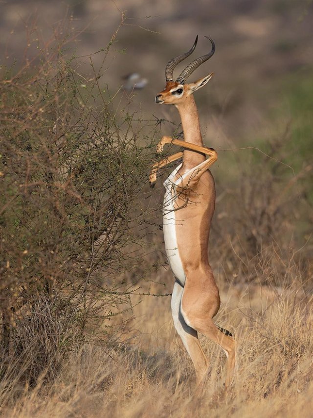 Standing gazelles or antelopes) - Animals, Gazelle, Longpost, Giraffe Gazelle