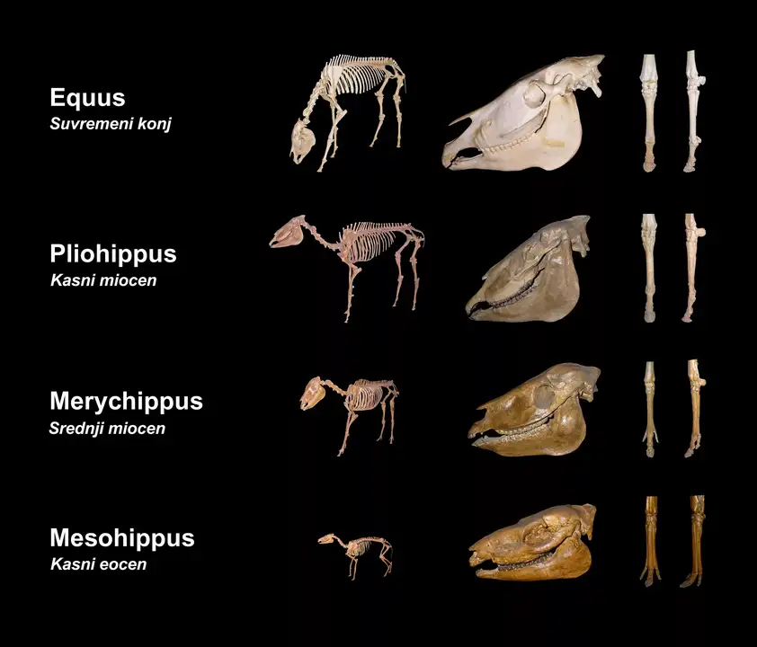 Ноги предка. Эволюция скелета лошади. Эволюция копыта лошади. Эволюция предков лошадей. Филогенетический ряд лошади череп.