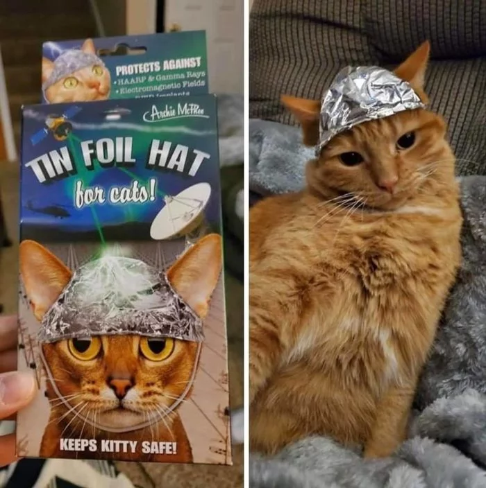 A very necessary thing in the household - cat, Foil hat, Protection, Haarp, Milota