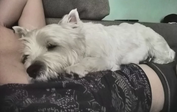 Hot water bottle weighing 10kg - My, Remote work, Dog, West Highland White Terrier, Attachment, Milota