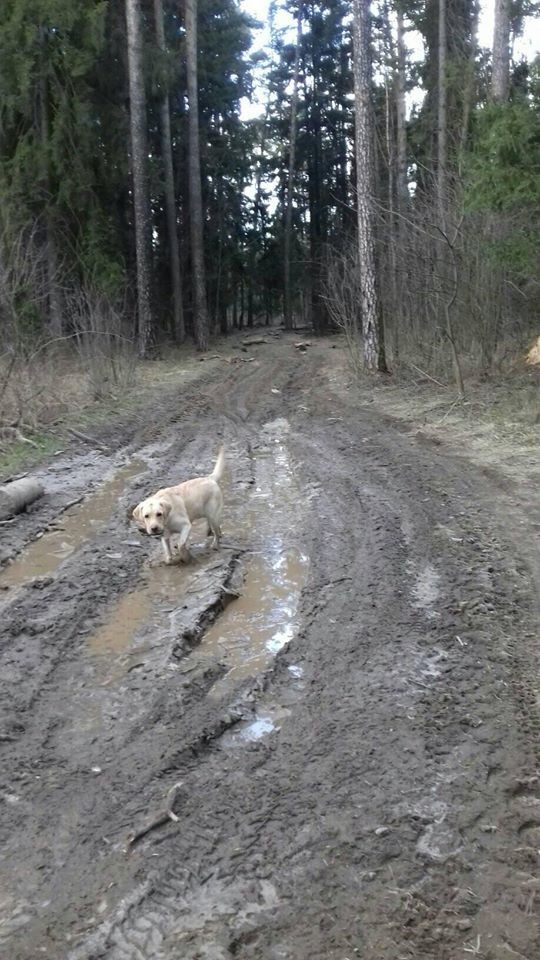 If I go around this puddle, then what kind of Labrador am I? - My, Labrador, Puddle, Moscow region, Spring, Dog