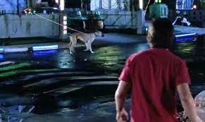 Back to the Future 2 - Back to the future (film), Dog, Drone, Video