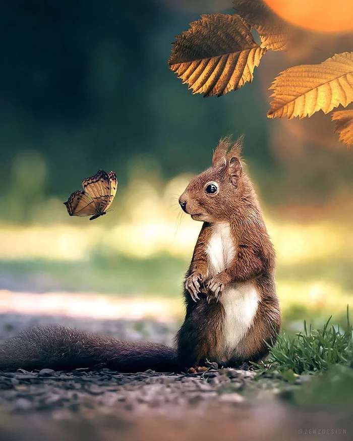 Squirrel and butterfly - Squirrel, Butterfly, Nature, Photoshop