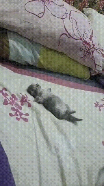 Котик устал