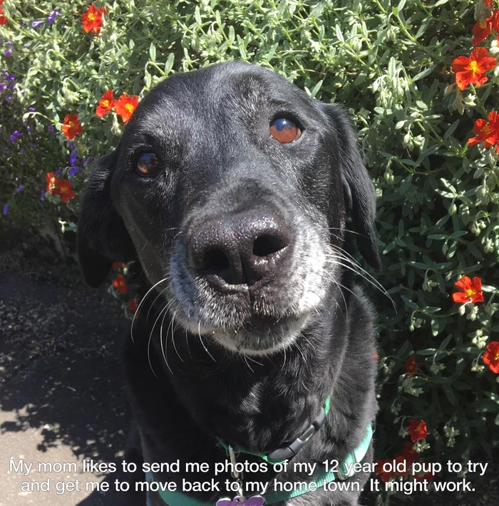 Sucker Punch - Dog, Flowers, Attachment, Mum, Milota