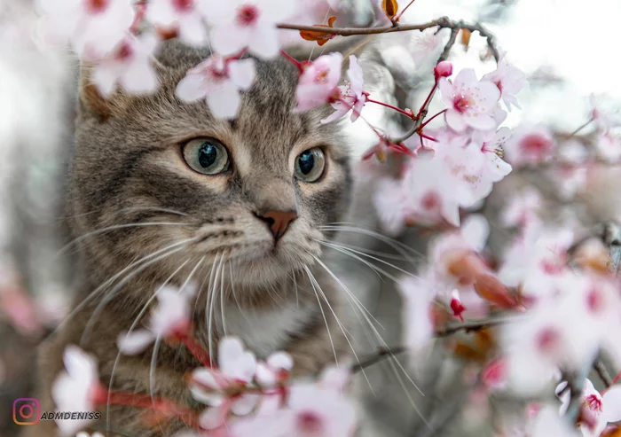 Reply to the post “Spring - the cats have arrived...” - My, cat, Tree, Reply to post