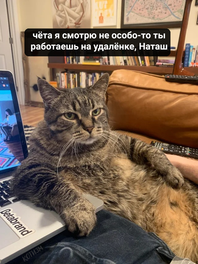 If you were hoping that you would be less controlled at home, then no. - cat, Catomafia, Picture with text, Remote work, Coronavirus, Longpost, Slippers