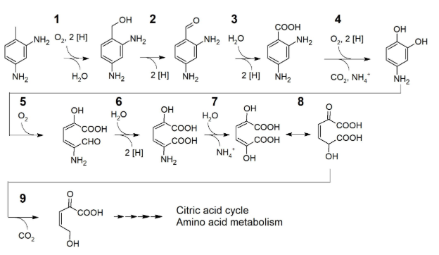 Scientists have discovered a bacterium that eats polyurethane - Ecology, Processing, Chemistry, Biology, Bacteria, Longpost