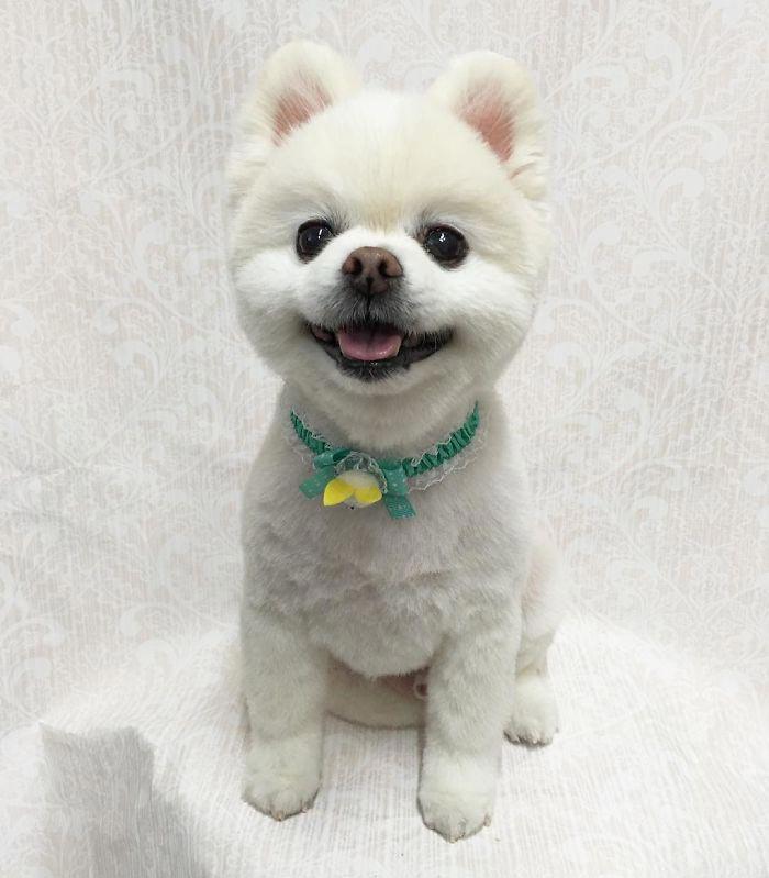 Japanese groomer gives dogs such adorable haircuts you won't be able to stop smiling. - Dog, Стрижка, Milota, Longpost