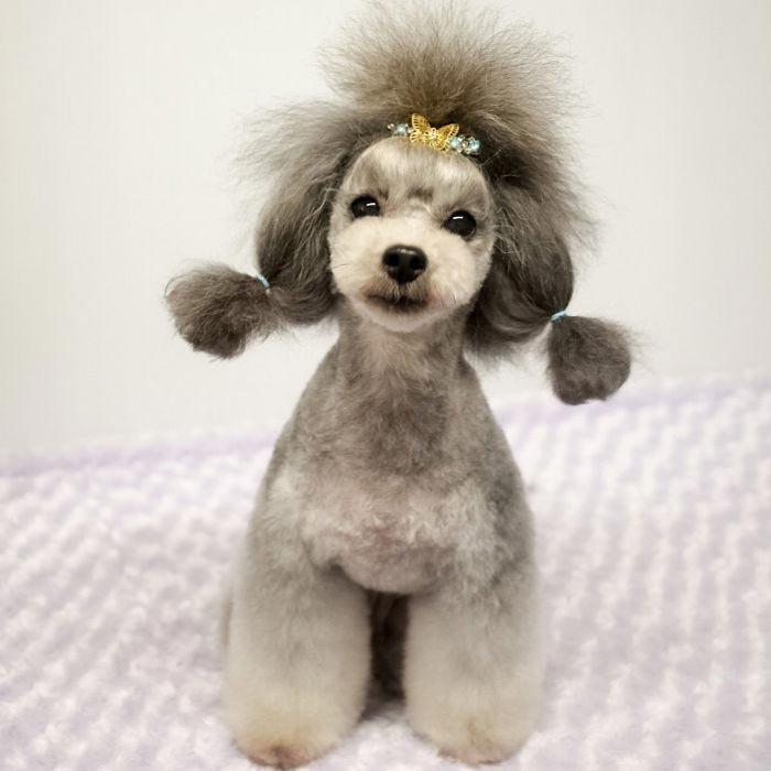 Japanese groomer gives dogs such adorable haircuts you won't be able to stop smiling. - Dog, Стрижка, Milota, Longpost