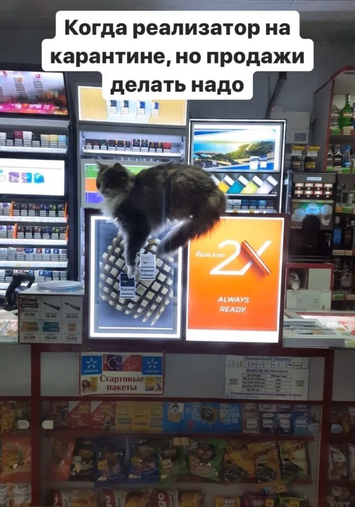The illusion of deception, the cat floats in the air - Score, Magic, Illusion, cat