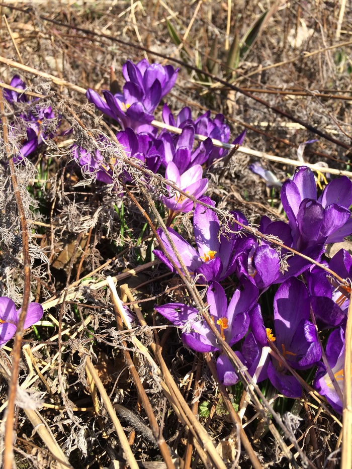 Как называются цветы?