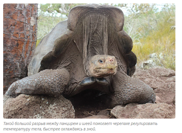 Galapagos tortoise: A story about why quarantine should not be broken - Animals, Yandex Zen, Longpost, Turtle, Galapagos turtles