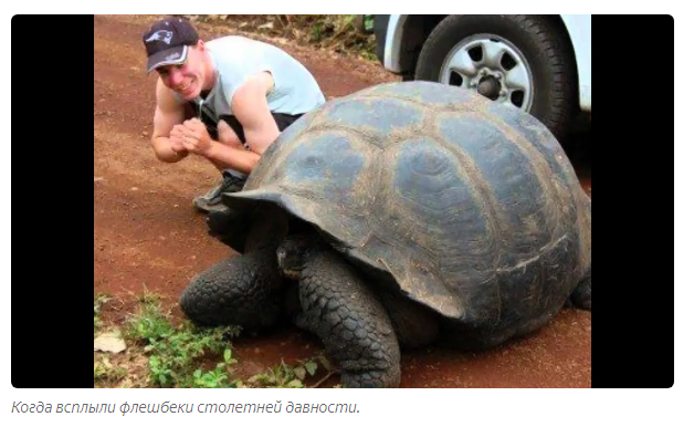 Galapagos tortoise: A story about why quarantine should not be broken - Animals, Yandex Zen, Longpost, Turtle, Galapagos turtles