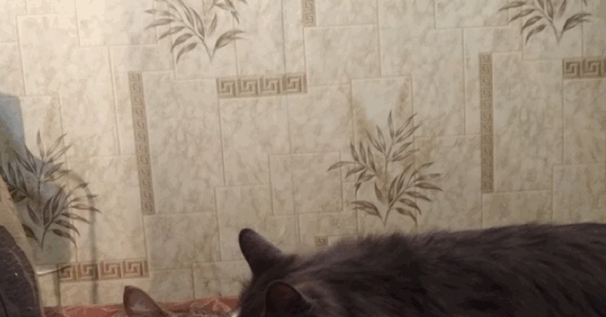 From love to hate... - My, Catomafia, Love, Milota, GIF, cat