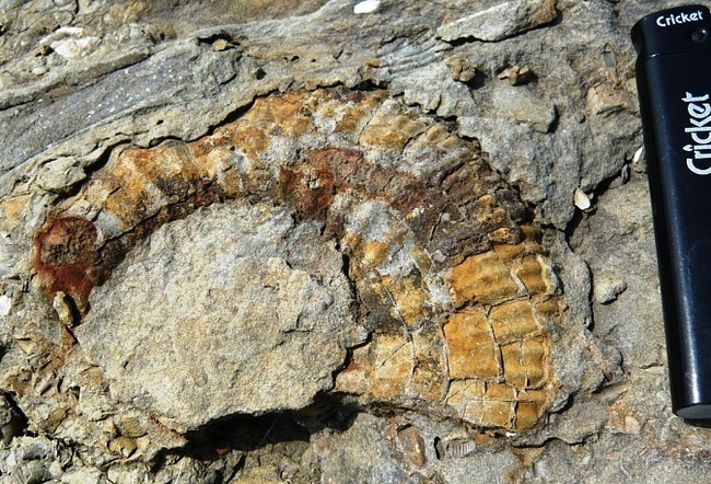 150,000,000 BC - My, Paleontology, Longpost, Nature, The photo, Ammonite