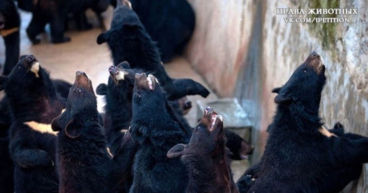 Chinese bear. Черный медведь.