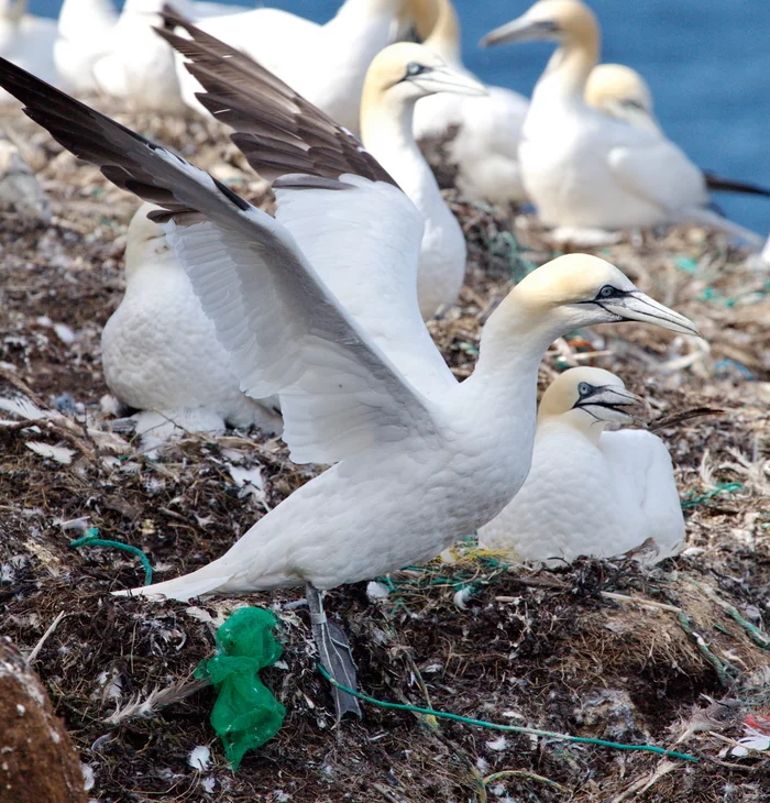 I feel sorry for the bird - My, Greenpeace, Plastic, Garbage, Birds, Seabirds, Reserves and sanctuaries, Longpost