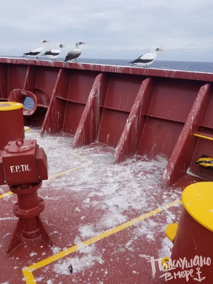 A fishing boat has its drawbacks - My, Fishermen, Trawler, Seagulls, Healthy eating