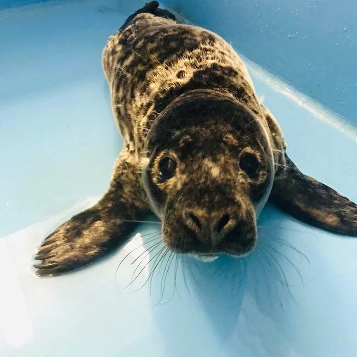 April Fools' seal crawled out of the forest in search of help - Milota, Seal, Pinnipeds, Animals, Young, Saint Petersburg, Longpost