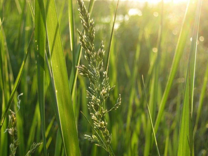 Wonderful summer! - My, Macro photography, Nature, Summer, Grass, The sun, Old photo