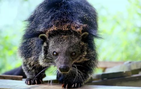 Binturong and some facts about it: 3 - Binturong, Facts