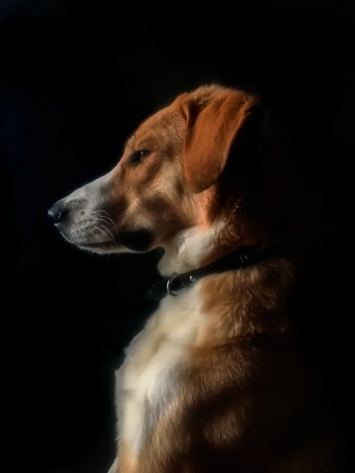 Dog portrait - My, Dog, Portrait, The photo, Cur