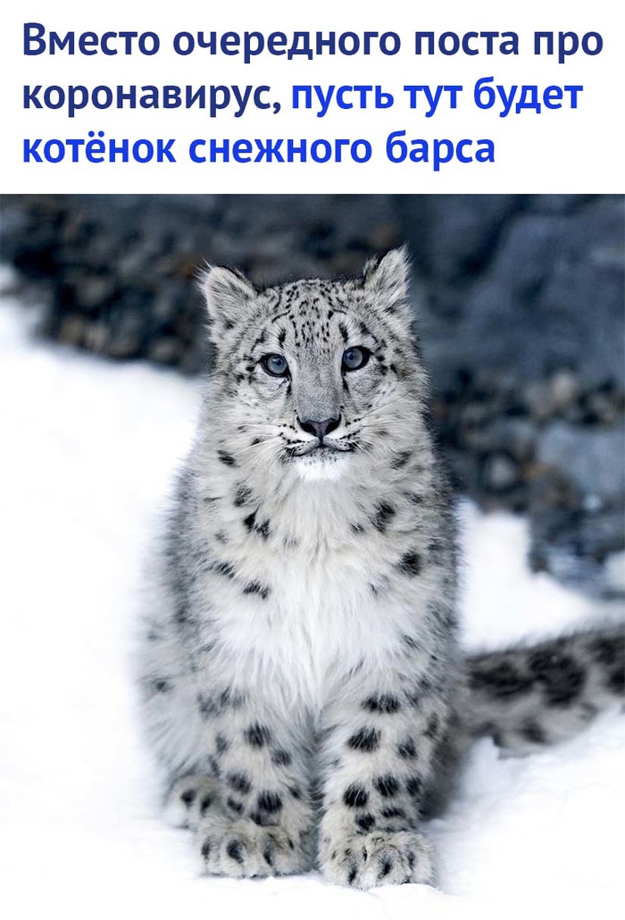 Пять украинских фармкомпаний готовы производить препараты для лечения симптомов коронавируса, - "слуга народа" Радуцкий - Цензор.НЕТ 1540