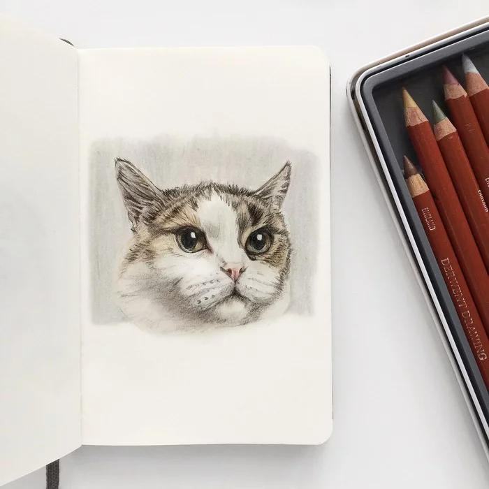 Cat with colored pencils with photos in comments - My, cat, Tricolor cat, Colour pencils, Video, Animals, Animalistics, Drawing process, Drawing, Graphics